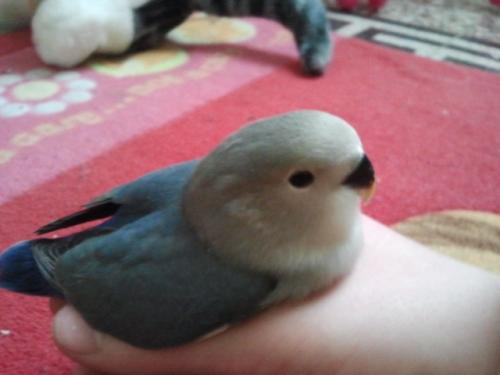 popy